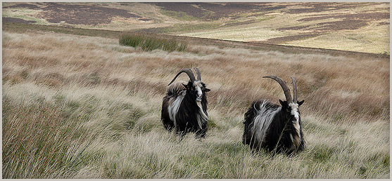 Feral goats walking along Dere Street