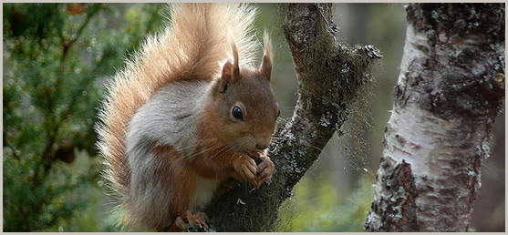 Red Squirrel