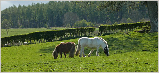 Our Shetland pony Bridge with Peggy our rescued RSPCA pony